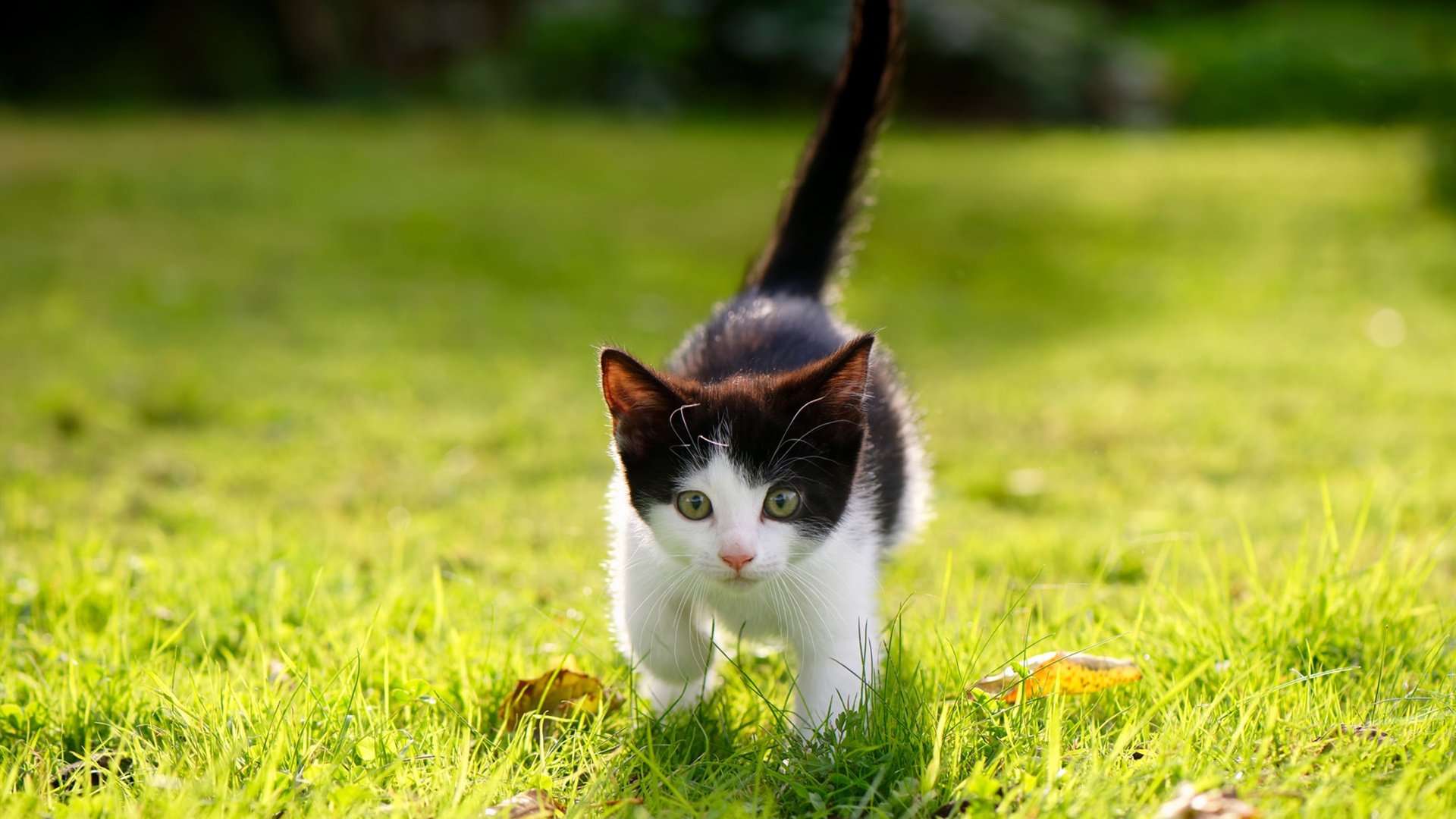 体育场馆智能管理系统,体育场馆智能管理系统有哪些